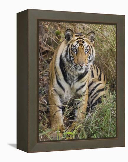 Tiger Sittingportrait, Bandhavgarh National Park, India 2007-Tony Heald-Framed Premier Image Canvas