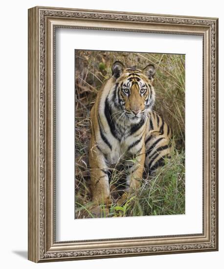 Tiger Sittingportrait, Bandhavgarh National Park, India 2007-Tony Heald-Framed Photographic Print