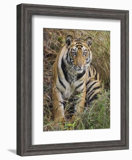 Tiger Sittingportrait, Bandhavgarh National Park, India 2007-Tony Heald-Framed Photographic Print