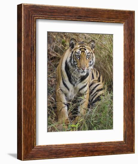 Tiger Sittingportrait, Bandhavgarh National Park, India 2007-Tony Heald-Framed Photographic Print