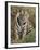 Tiger Sittingportrait, Bandhavgarh National Park, India 2007-Tony Heald-Framed Photographic Print