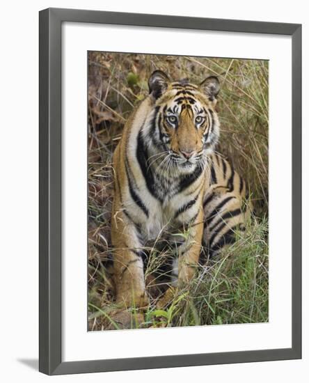 Tiger Sittingportrait, Bandhavgarh National Park, India 2007-Tony Heald-Framed Photographic Print