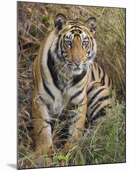 Tiger Sittingportrait, Bandhavgarh National Park, India 2007-Tony Heald-Mounted Photographic Print