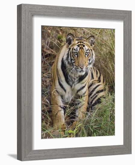 Tiger Sittingportrait, Bandhavgarh National Park, India 2007-Tony Heald-Framed Photographic Print