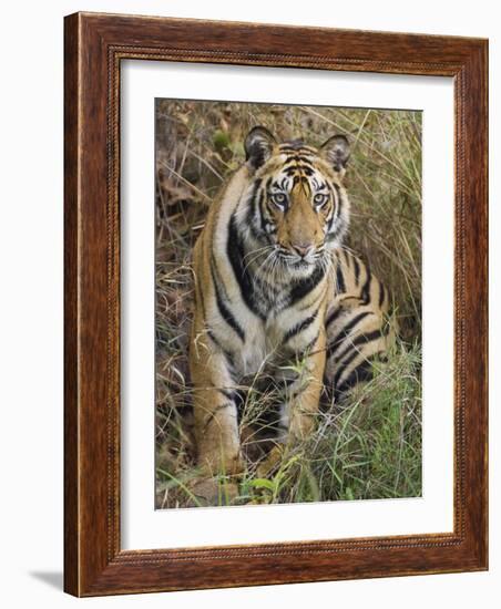 Tiger Sittingportrait, Bandhavgarh National Park, India 2007-Tony Heald-Framed Photographic Print