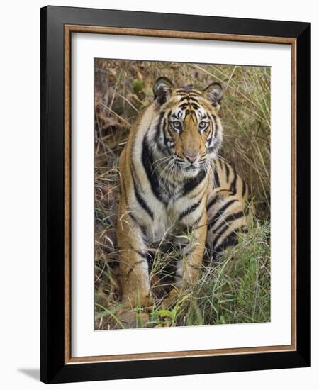 Tiger Sittingportrait, Bandhavgarh National Park, India 2007-Tony Heald-Framed Photographic Print