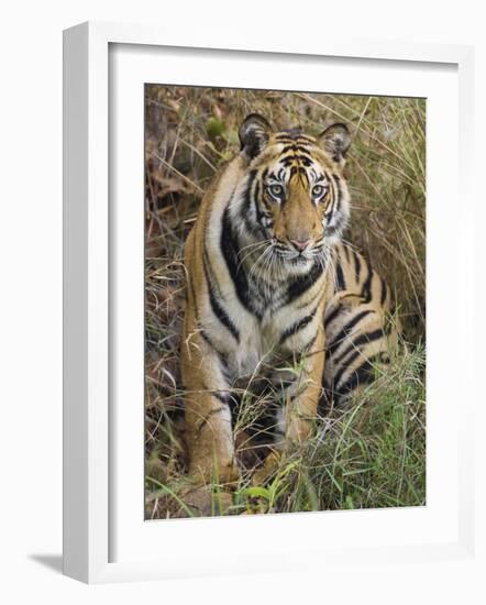 Tiger Sittingportrait, Bandhavgarh National Park, India 2007-Tony Heald-Framed Photographic Print