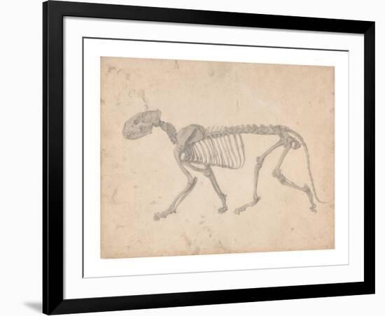 Tiger Skeleton, Lateral View-George Stubbs-Framed Premium Giclee Print