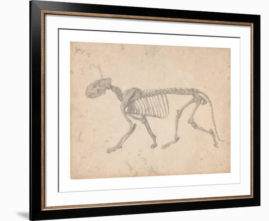 Tiger Skeleton, Lateral View-George Stubbs-Framed Premium Giclee Print