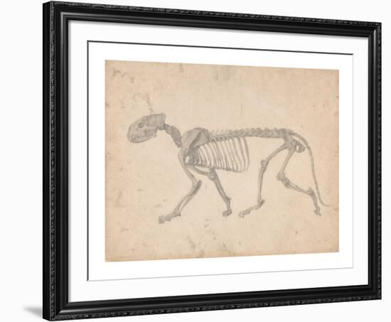 Tiger Skeleton, Lateral View-George Stubbs-Framed Premium Giclee Print