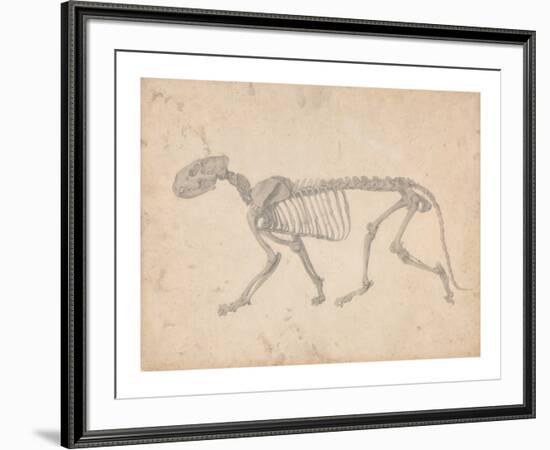 Tiger Skeleton, Lateral View-George Stubbs-Framed Premium Giclee Print