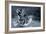 Tiger Splash-Gordon Semmens-Framed Photographic Print