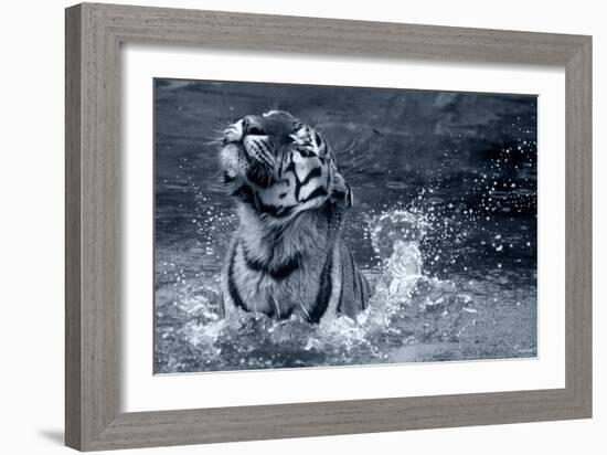 Tiger Splash-Gordon Semmens-Framed Photographic Print