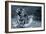 Tiger Splash-Gordon Semmens-Framed Photographic Print