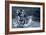 Tiger Splash-Gordon Semmens-Framed Photographic Print