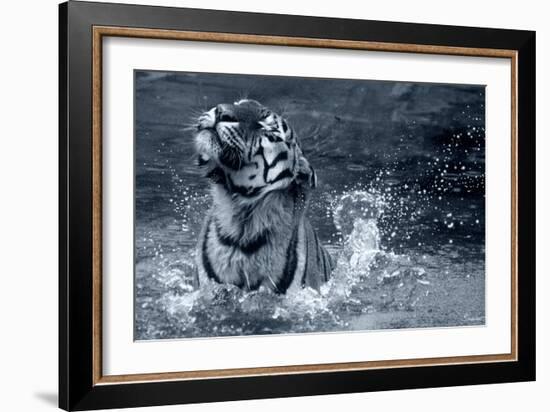 Tiger Splash-Gordon Semmens-Framed Photographic Print
