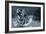 Tiger Splash-Gordon Semmens-Framed Photographic Print