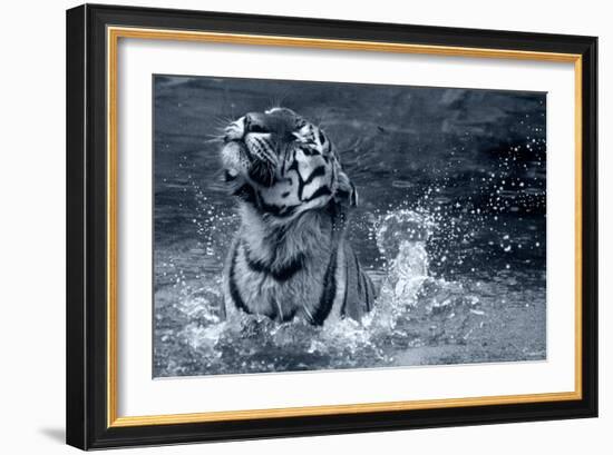 Tiger Splash-Gordon Semmens-Framed Photographic Print