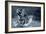 Tiger Splash-Gordon Semmens-Framed Photographic Print