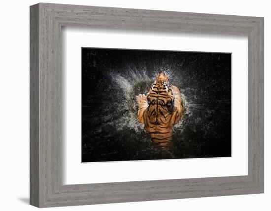 Tiger Splash-Win Leslee-Framed Photographic Print