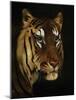 Tiger Study, 1908-1909-null-Mounted Giclee Print