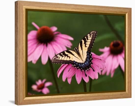 Tiger Swallowtail Butterfly on Purple Coneflower, Kentucky, USA-Adam Jones-Framed Premier Image Canvas