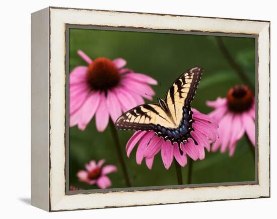Tiger Swallowtail Butterfly on Purple Coneflower, Kentucky, USA-Adam Jones-Framed Premier Image Canvas