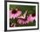 Tiger Swallowtail Butterfly on Purple Coneflower, Kentucky, USA-Adam Jones-Framed Photographic Print