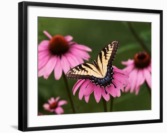 Tiger Swallowtail Butterfly on Purple Coneflower, Kentucky, USA-Adam Jones-Framed Photographic Print