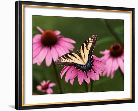 Tiger Swallowtail Butterfly on Purple Coneflower, Kentucky, USA-Adam Jones-Framed Photographic Print