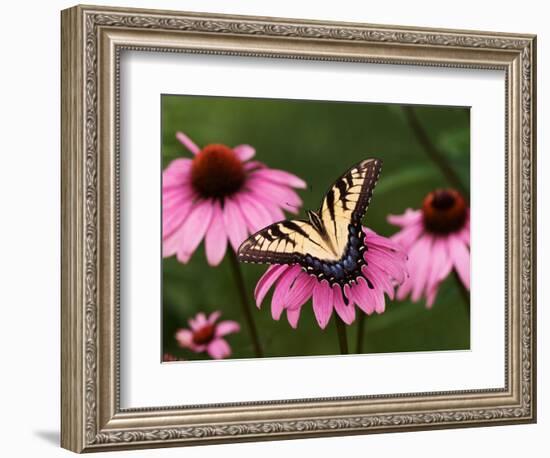 Tiger Swallowtail Butterfly on Purple Coneflower, Kentucky, USA-Adam Jones-Framed Photographic Print