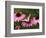 Tiger Swallowtail Butterfly on Purple Coneflower, Kentucky, USA-Adam Jones-Framed Photographic Print