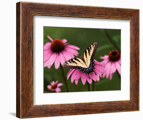 Tiger Swallowtail Butterfly on Purple Coneflower, Kentucky, USA-Adam Jones-Framed Photographic Print