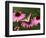 Tiger Swallowtail Butterfly on Purple Coneflower, Kentucky, USA-Adam Jones-Framed Photographic Print