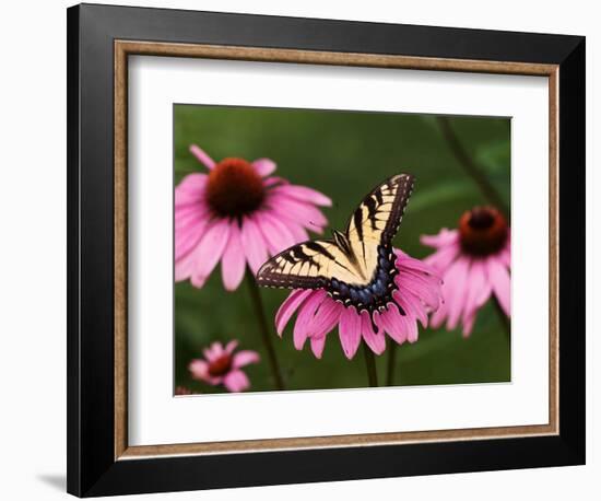 Tiger Swallowtail Butterfly on Purple Coneflower, Kentucky, USA-Adam Jones-Framed Photographic Print