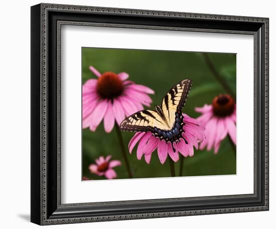 Tiger Swallowtail Butterfly on Purple Coneflower, Kentucky, USA-Adam Jones-Framed Photographic Print