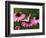 Tiger Swallowtail Butterfly on Purple Coneflower, Kentucky, USA-Adam Jones-Framed Photographic Print