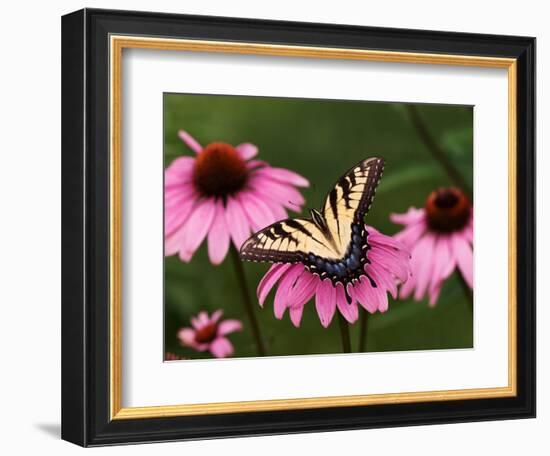 Tiger Swallowtail Butterfly on Purple Coneflower, Kentucky, USA-Adam Jones-Framed Photographic Print