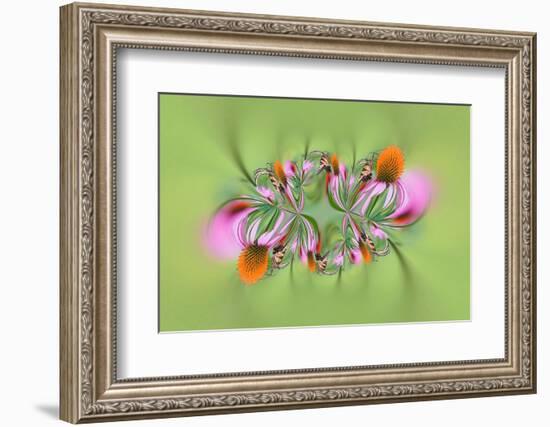 Tiger Swallowtail butterfly on purple coneflower, Kentucky-Adam Jones-Framed Photographic Print