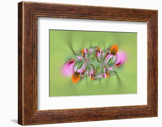 Tiger Swallowtail butterfly on purple coneflower, Kentucky-Adam Jones-Framed Photographic Print