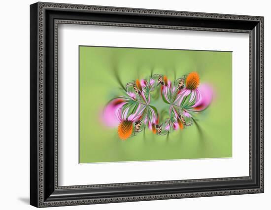 Tiger Swallowtail butterfly on purple coneflower, Kentucky-Adam Jones-Framed Photographic Print