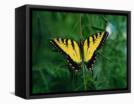 Tiger Swallowtail Butterfly-Jim Zuckerman-Framed Premier Image Canvas