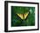 Tiger Swallowtail Butterfly-Jim Zuckerman-Framed Photographic Print