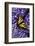 Tiger Swallowtail Butterfly-Steve Terrill-Framed Photographic Print