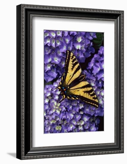 Tiger Swallowtail Butterfly-Steve Terrill-Framed Photographic Print