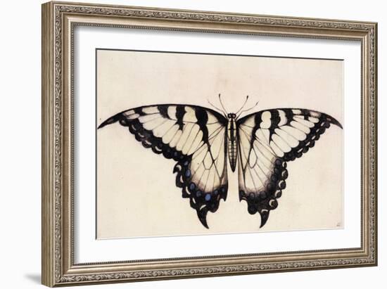 Tiger Swallowtail Butterfly-John White-Framed Art Print