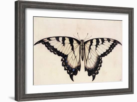 Tiger Swallowtail Butterfly-John White-Framed Art Print