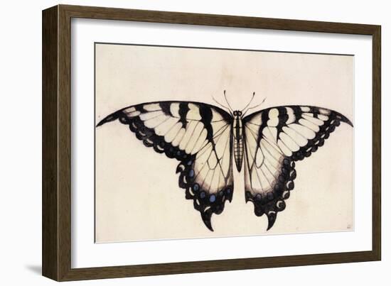 Tiger Swallowtail Butterfly-John White-Framed Art Print