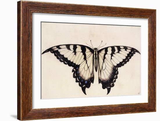 Tiger Swallowtail Butterfly-John White-Framed Art Print