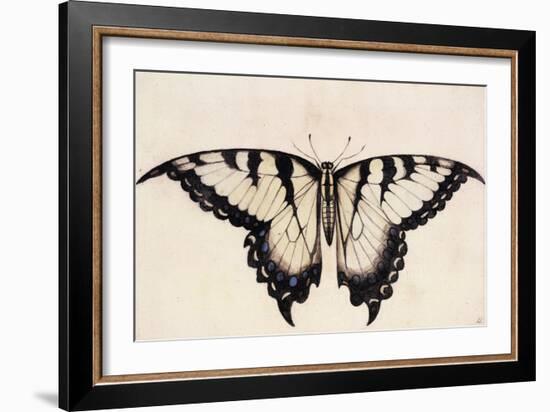 Tiger Swallowtail Butterfly-John White-Framed Art Print